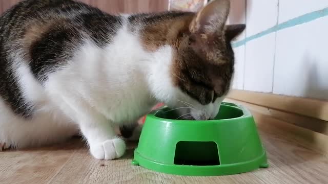 Cat eat food