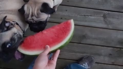 Cutie Pugs eating a delicious watermelon ...Dog Training