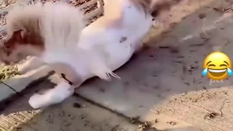 CAT AND DOG FUNNY DANCE 🤣🤣😂 🤣🤣