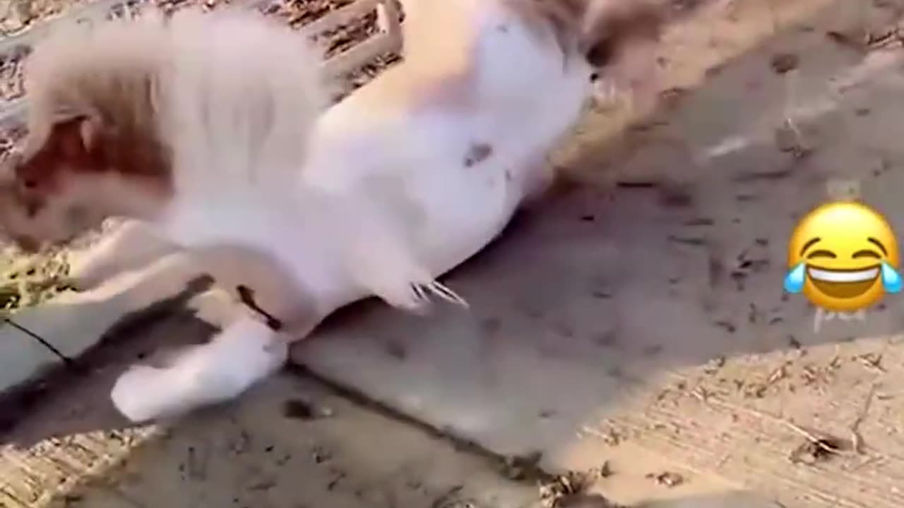 CAT AND DOG FUNNY DANCE 🤣🤣😂 🤣🤣