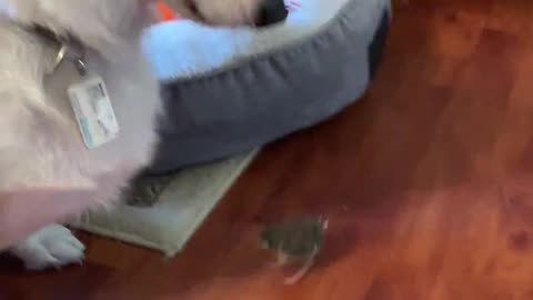 Gentle Corgi Finds Fearless Baby Bird