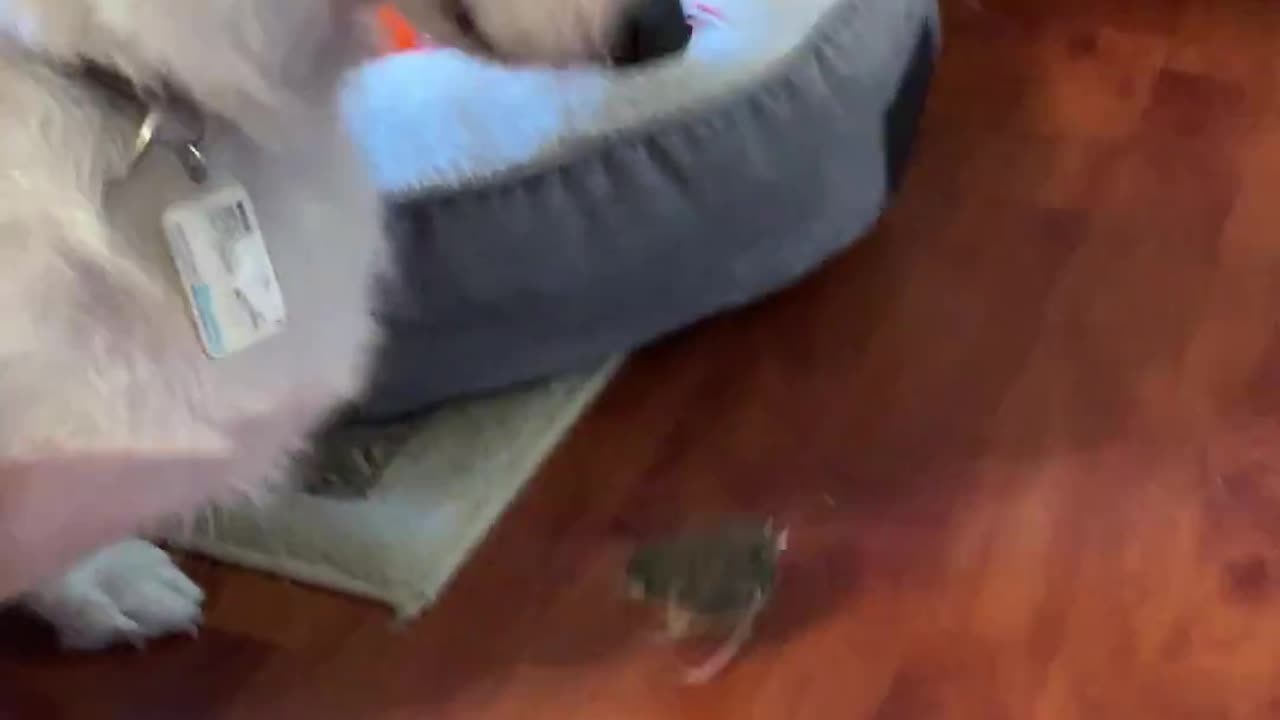 Gentle Corgi Finds Fearless Baby Bird