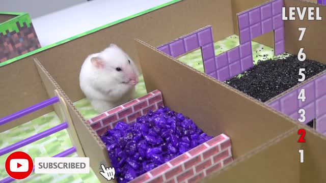 Hamster Minecraft Maze