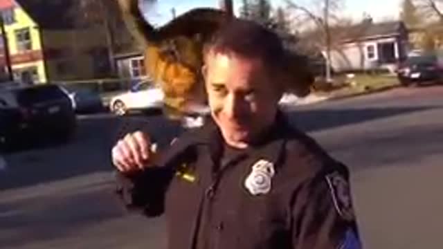 Funny Cats and Dogs