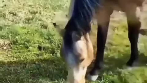 Fantastic trio, dog, turtle and horse