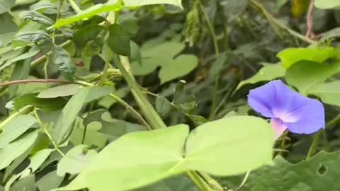 Blue flowers are beautiful, too