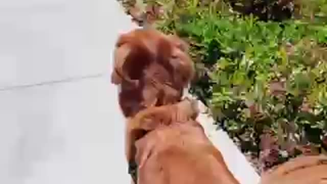 Smarty doggo