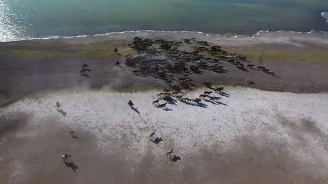 amazing and rare herd of horses next to a lake in mongolia shot by drone