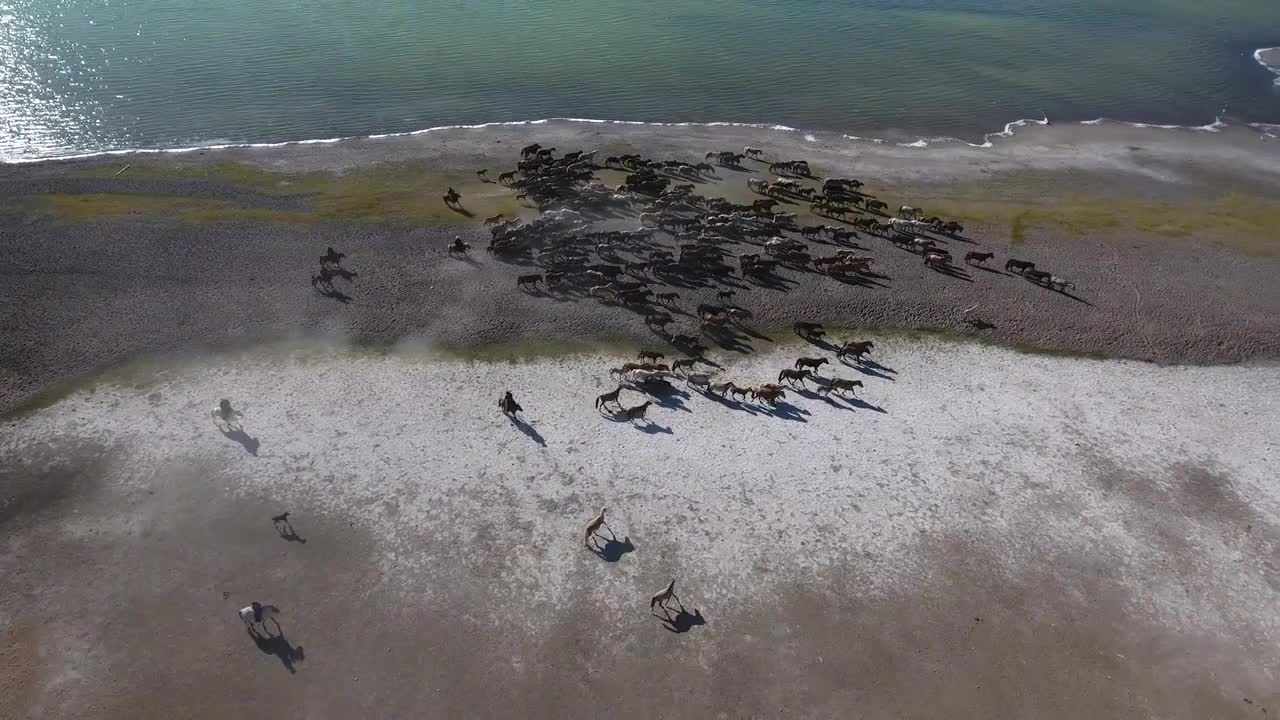 amazing and rare herd of horses next to a lake in mongolia shot by drone