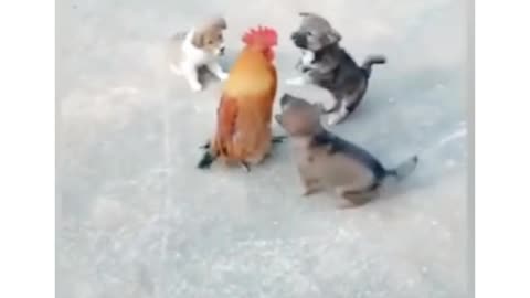 Funny animal videos 🤣.. Dog vs Rooster