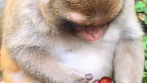 Monkey
