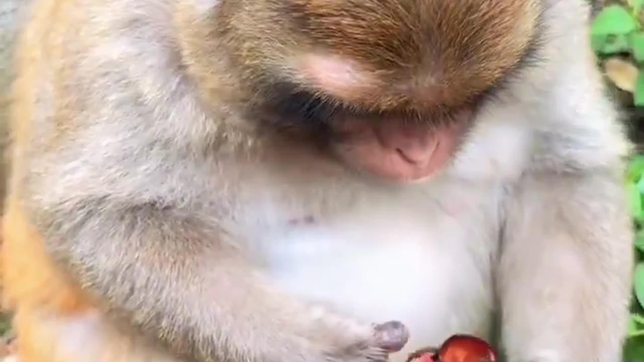 Monkey