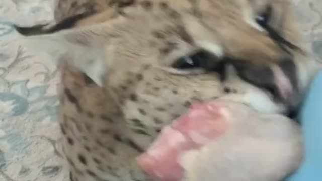 Cute and Funny Cat Videos Compilation - PART 26