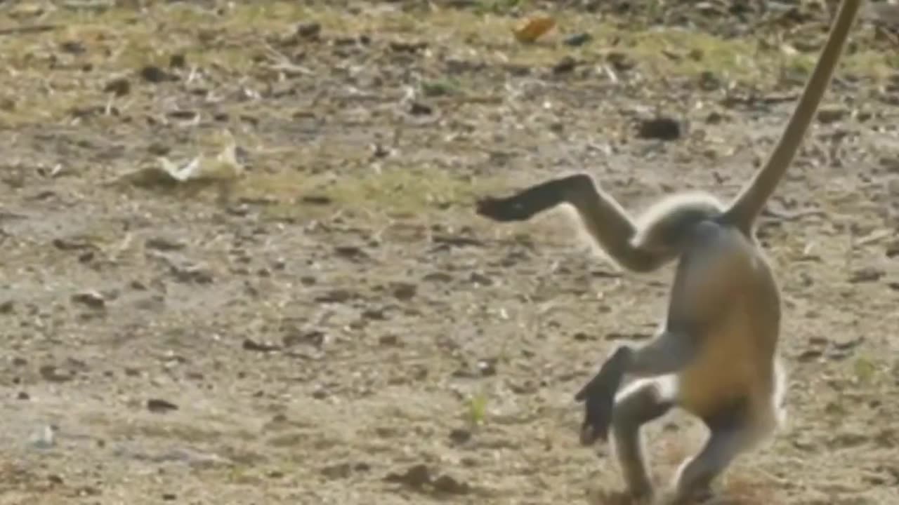 Funny Monkey