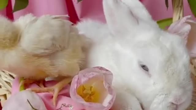 Chick and Rabbits In A Basket