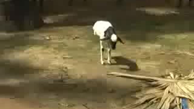 animal comedy funny video 2018