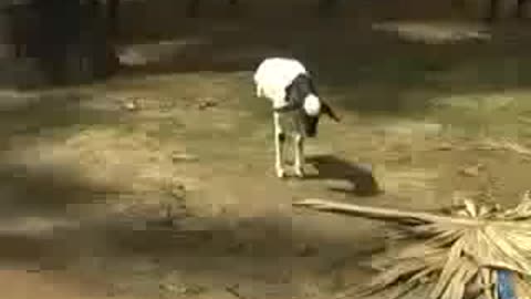 animal comedy funny video 2018