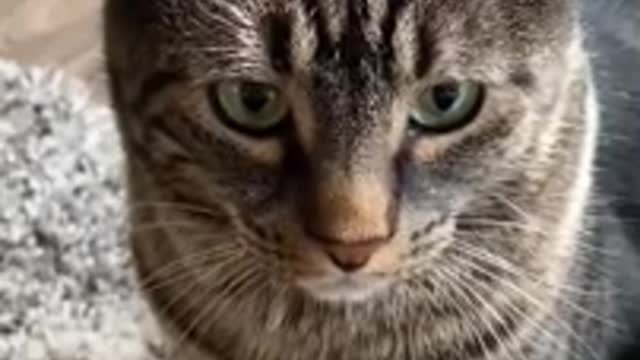 Not all cats are evil!! Adorable beatiful moments with cats