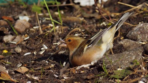 sounds of nature and animal sounds