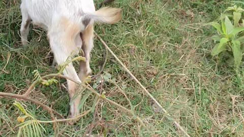 beautiful gaot mama, trying and finding Ep2