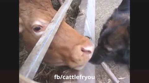 cow attack on peoples funny video