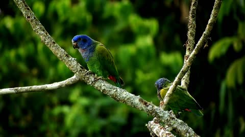 Thecut parrot