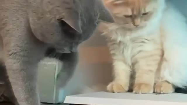 Funny kitten playing with television