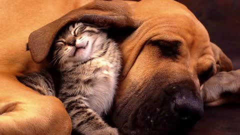 OS ANIMAIS MAS LINDOS, QUE VOCES VAO VER AGORA.