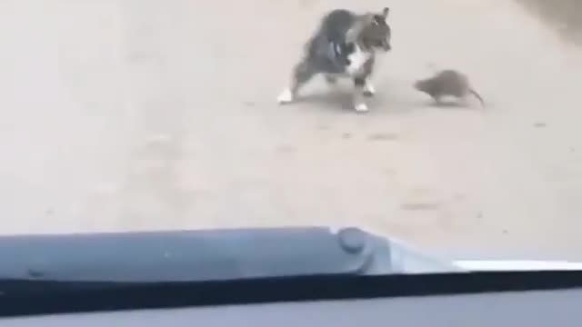 tom and jerry in real life