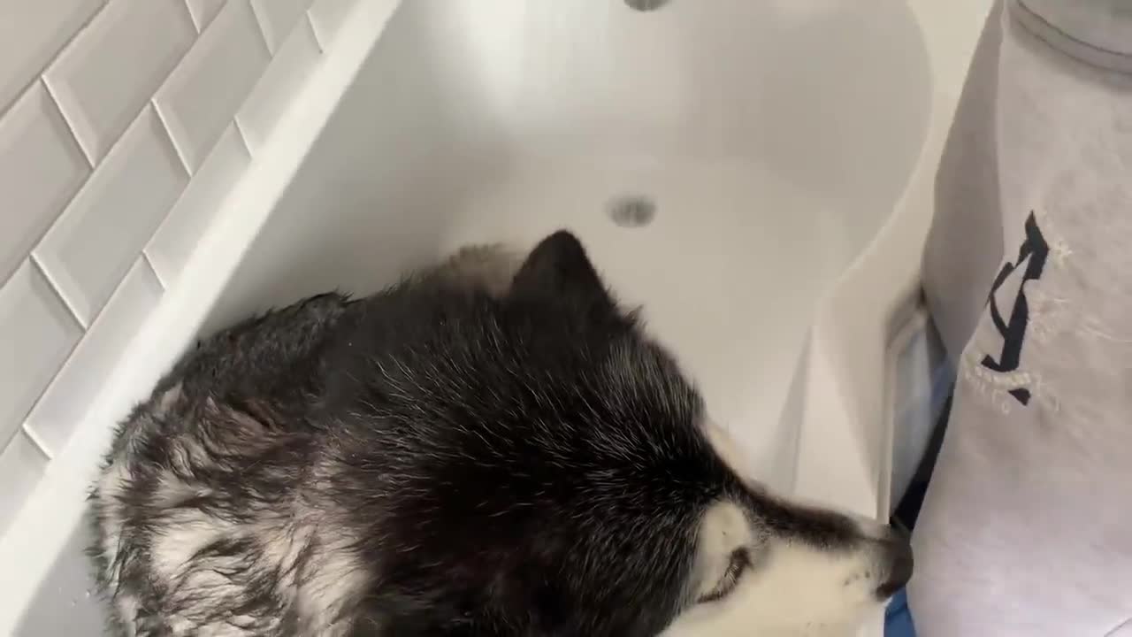 Alaskan Malamute Bath Time! Naughty Niko Rolled In Poo!-14