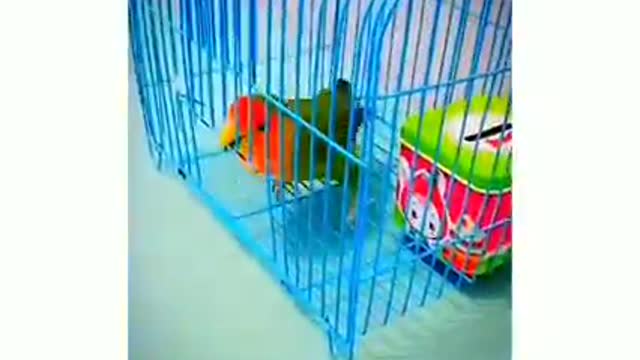 intelligent funny birds video 2022