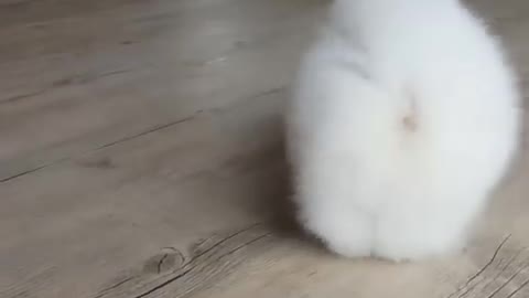 White Pomeranian Puppy Ball