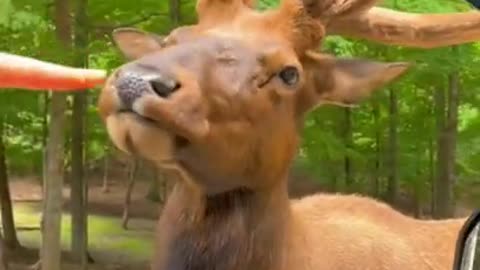 Animal funny video !! #short