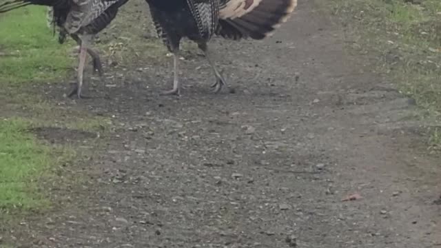 Wild Turkeys Wrestling