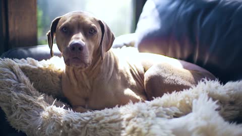 Dog Indoor Sheepskin Chair Curled Windows Relaxed