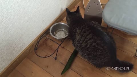 Funny Cats Compilation Part #3