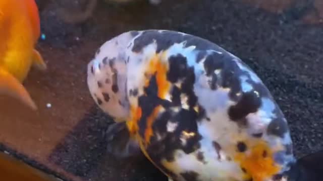 Goldfish parasite 59
