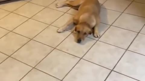 Funny dog ​​gets jealous