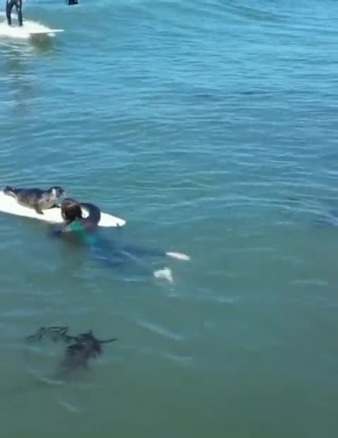 A curious baby seal hopping on a surfer’s board
