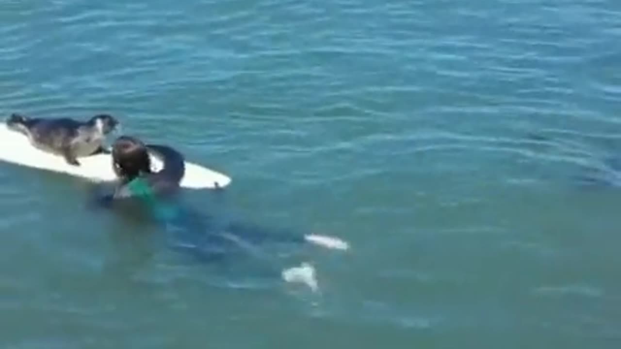 A curious baby seal hopping on a surfer’s board