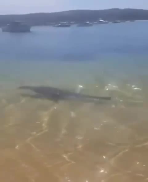 The fur seal is dealing with a competitor 😂