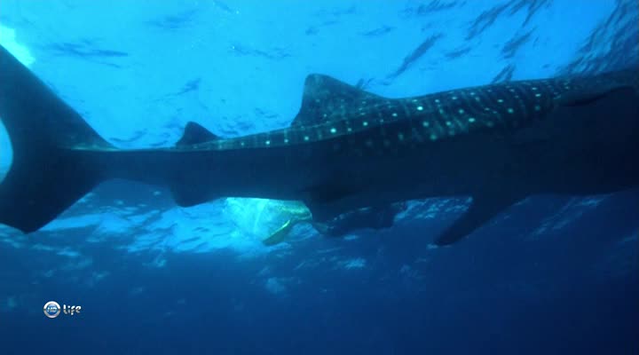 Diving with a whale shark