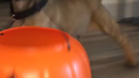 Puppy carries halloween basket