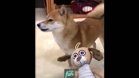 How Japan Chiquita Dog React To Baby Toy