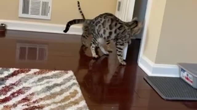 Adult Bengal Cat Teaching Kitten