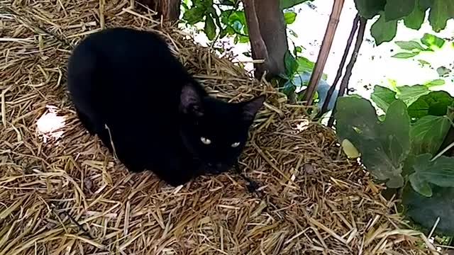 Black cat in nature