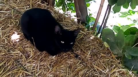 Black cat in nature