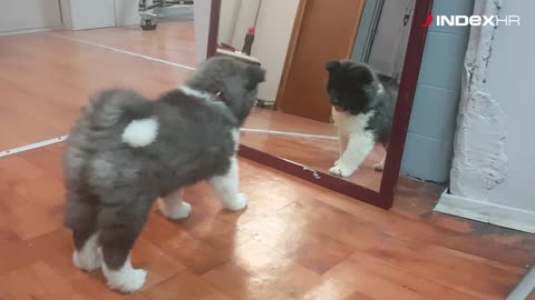 Vesela Maya u igri s ogledalom