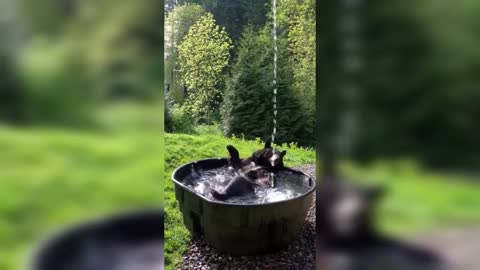 The bear is relaxing