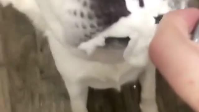 Cutest dog part 6